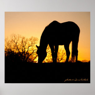 Póster Sunset Horse Silhouette