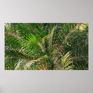 Póster Sunset Lit Palm Fronds Tropical