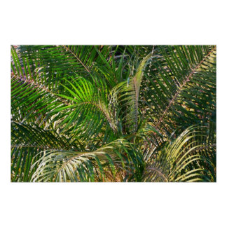 Póster Sunset Lit Palm Fronds Tropical