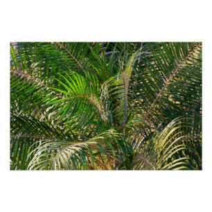 Póster Sunset Lit Palm Fronds Tropical