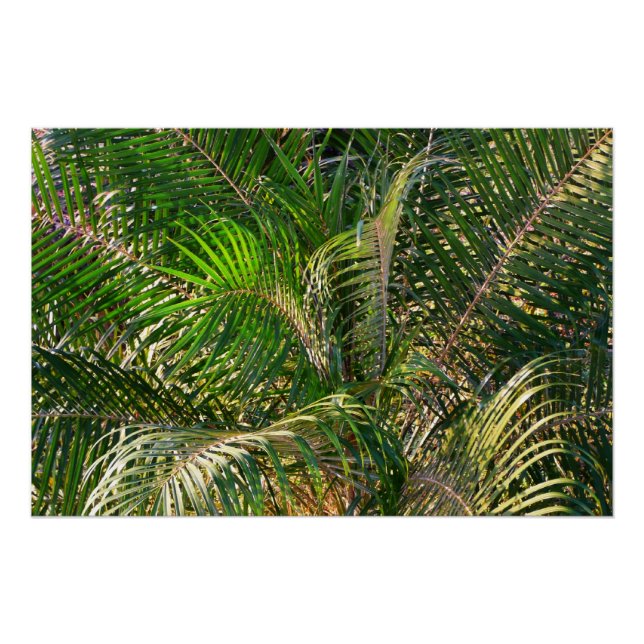 Póster Sunset Lit Palm Fronds Tropical (Anverso)