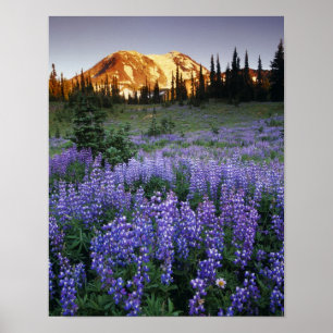 Póster Sunset over Mt. Adams and a sub-alpine meadow