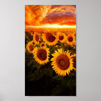 Póster Sunset Over Sunflower
