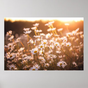 Póster Sunset Oxeye Daisies