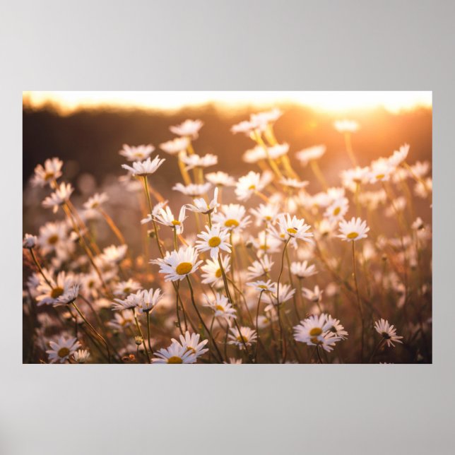 Póster Sunset Oxeye Daisies (Frente)