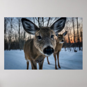 PÓSTER SUNSET SIN PRECIOS CON VIDA SALVAJE