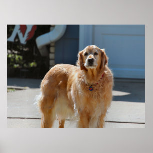 Póster Sunshine dorado