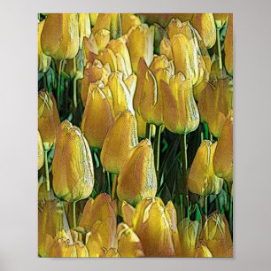 Póster Sunshine Yellow Tulips