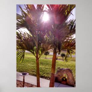 Póster Sunstar sunburst Palm Tree Birdbath Poster