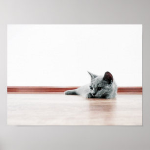 Póster Súper Cuto de Gato Gato Frío de Escocia