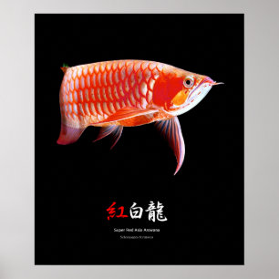 Póster Super Red Arowanaの ポ ス タ・, No.01