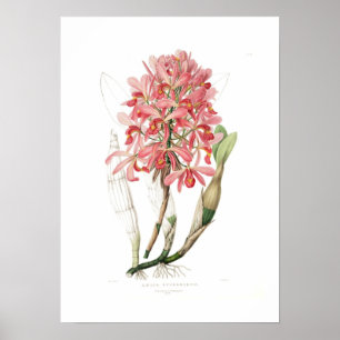 Póster Superbiens de Laelia.