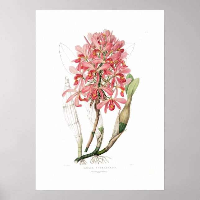 Póster Superbiens de Laelia. (Frente)