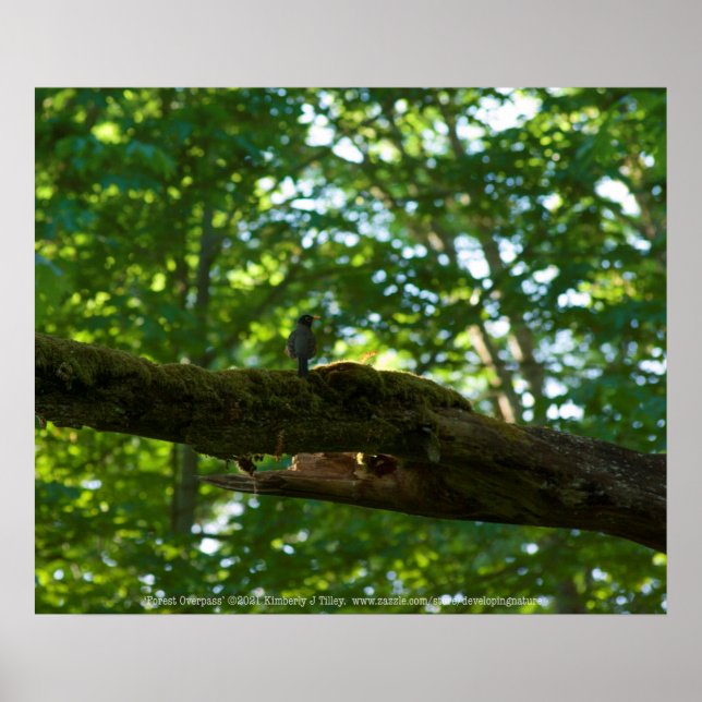 Póster Superficie forestal (Frente)