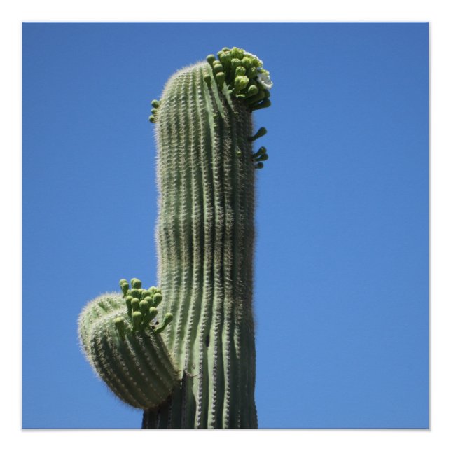 Póster Superior de Saguaro (Anverso)