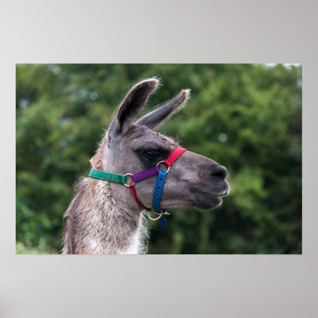 Póster Superioridad de Llama (Frente)