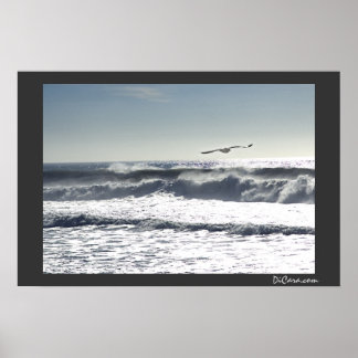 Póster Surf de gaviota