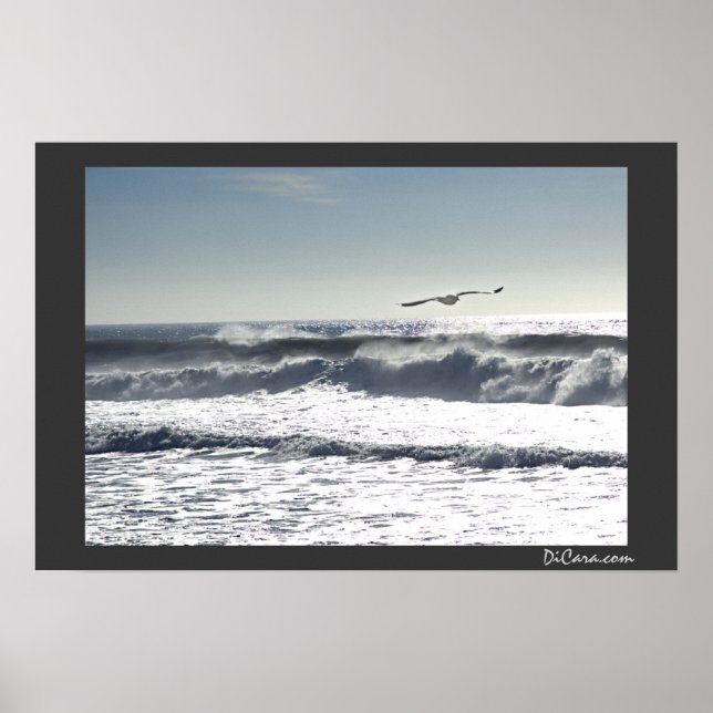 Póster Surf de gaviota (Frente)