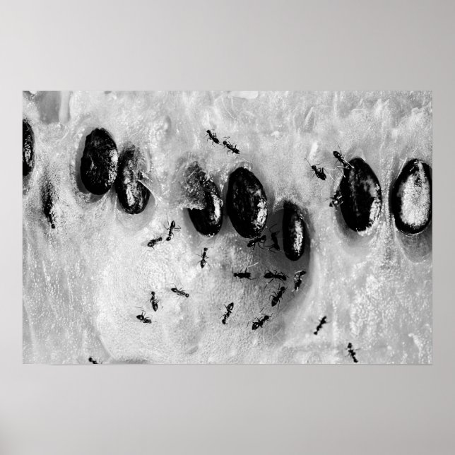 Póster surfear (Frente)