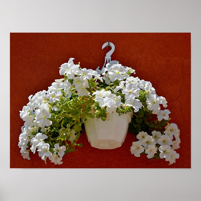 Póster Surfinia de Petunia colgando en una olla blanca (Frente)