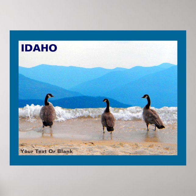 Póster ¡Surf's Up! - Geese (Frente)