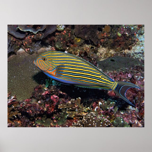 Póster Surgeonfish a rayas (Frente)