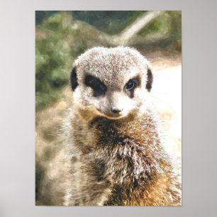 PÓSTER SURICATA