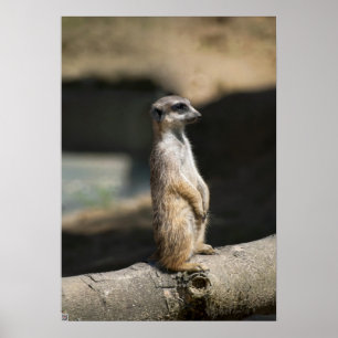 Póster Suricata
