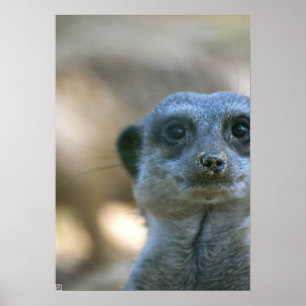 Póster Suricata divertida