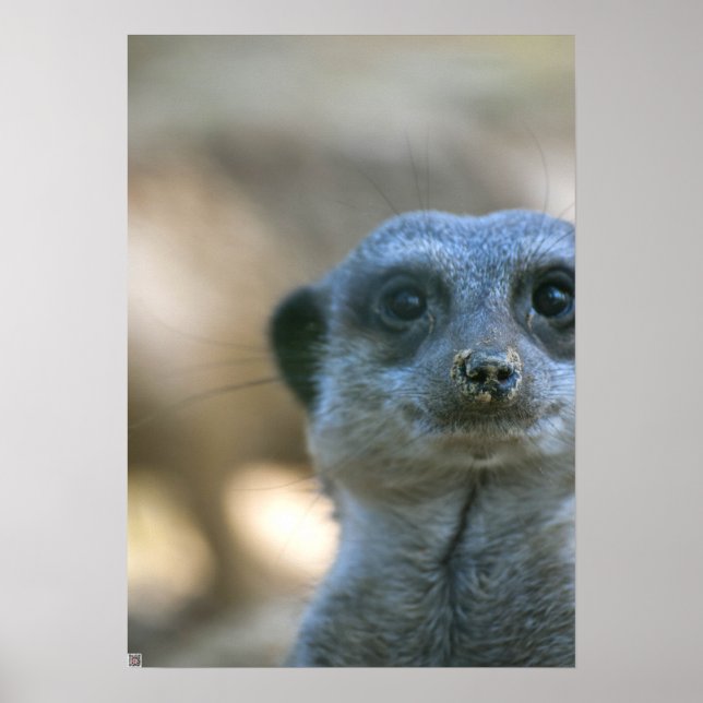 Póster Suricata divertida (Frente)