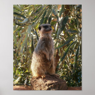 Póster Suricata y grandes hojas verdes, cartel