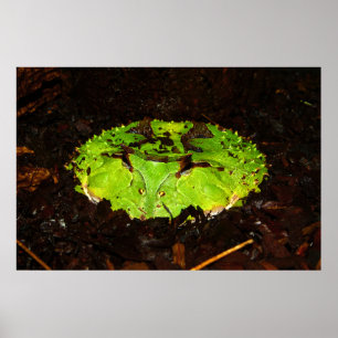 Póster Surinam Horned Frog Ceratophrys Cornuta