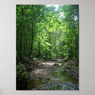 Póster Suriname Forest