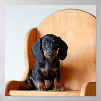 Póster Surtido de Dachshund
