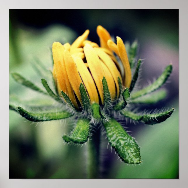 Póster Susan Awakening de Ojo Negro (Frente)