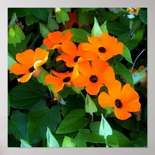 Póster Susan Black Eyes (Frente)