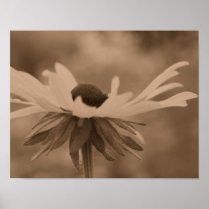 Póster Susan Daisy Flower De Ojo Negro En La Sepia Vintag
