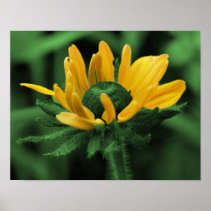 Póster Susan Flower Green Black Eyed