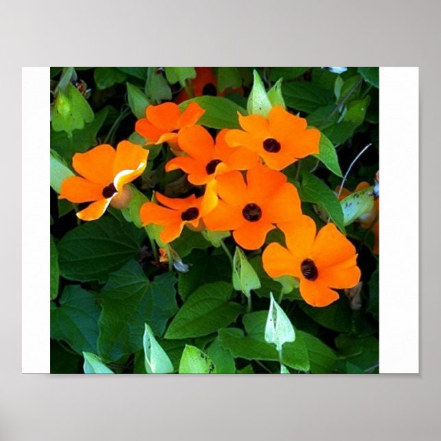 Póster Susan Oyed Negro (Frente)