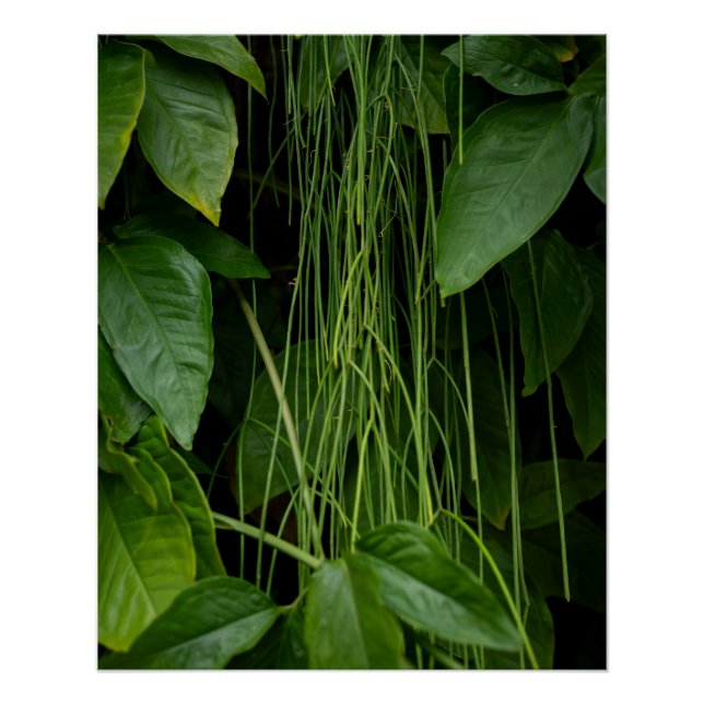 Póster Suspended Nature (Anverso)