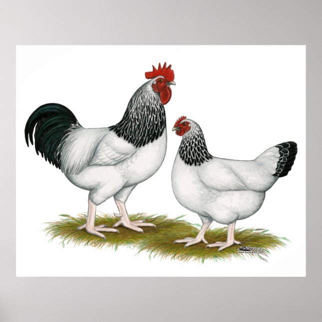 Póster Sussex: Pareja de luz (Frente)