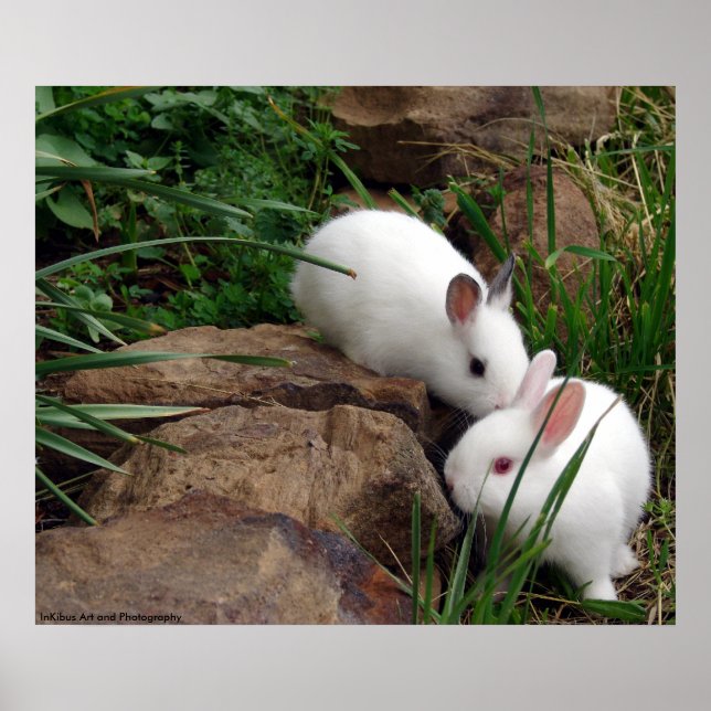 Póster Susurro de conejo (Frente)