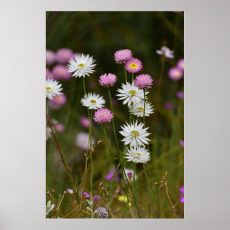 Póster Susurros de Flores Silvestres