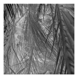 Póster Susurros De Los Trópicos