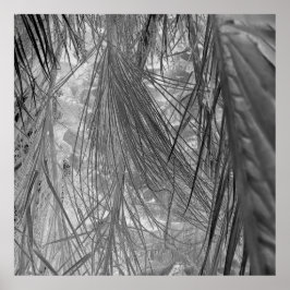 Póster Susurros De Los Trópicos