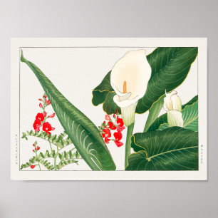 Póster Swainsona galegifolia, Calla lily, Tanigami Konan