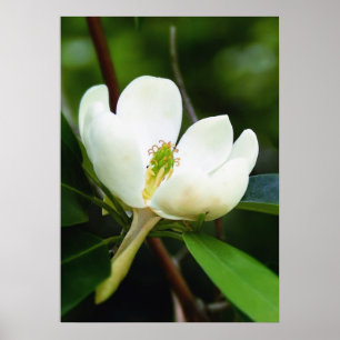 Póster Swamp Magnolia Poster