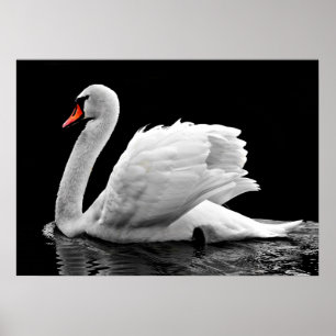 Póster Swan