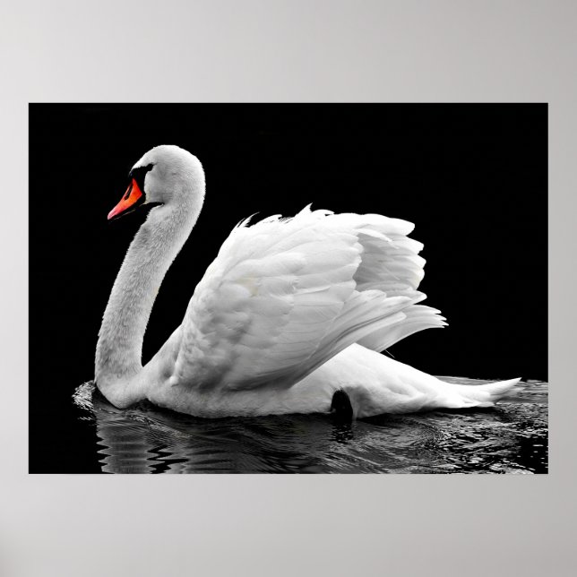 Póster Swan (Frente)