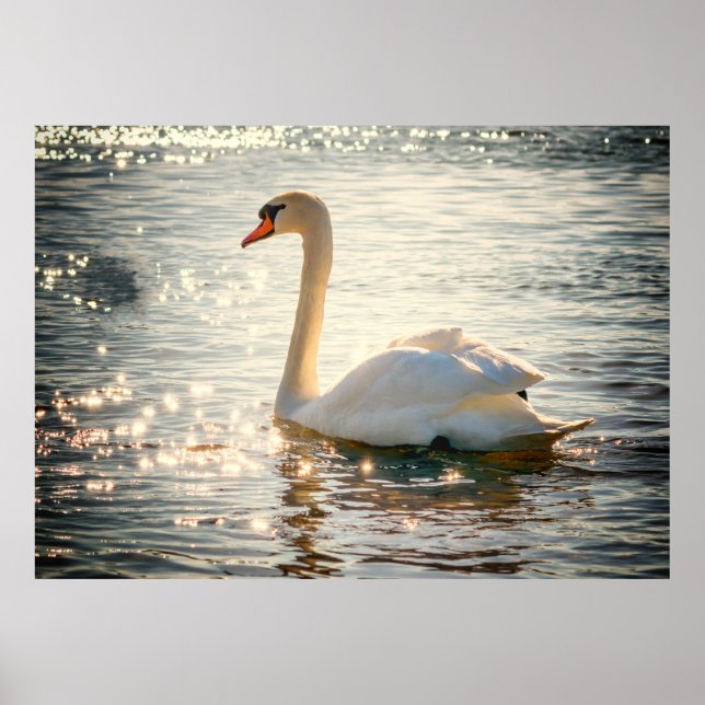 Póster Swan (Frente)